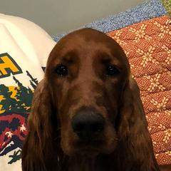 Irish Setters from High Note Irish Setters