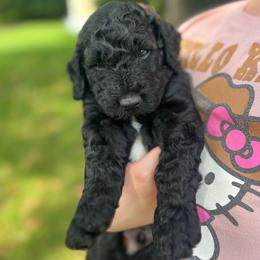 Dominion - Black male Goldendoodle puppy in Lancaster, Pennsylvania from Doodles in the Skye