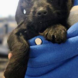 Coal - Black male Dachshund puppy in Lebanon, Ohio from Golden Acres Dachshunds