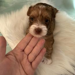 Una - Tan and white female Yorkshire Terrier puppy in Tulsa, Oklahoma from Conns Cuddly Canines