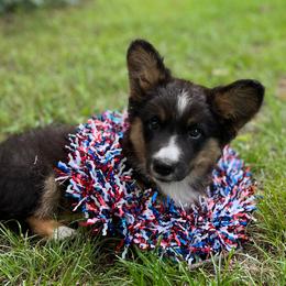 Dash Fluffy - Black and white male Cardigan Welsh Corgi puppy in Hope, Arkansas from Foxy Knoll Farm
