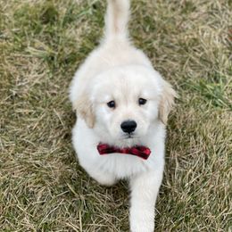 Golden Retriever Puppies from OPK Goldens