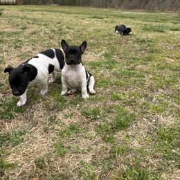 Rat Terrier Puppies from Rust Creek