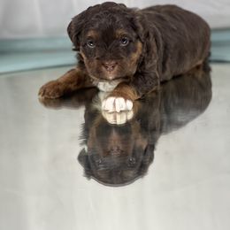 Boy 1 - Red tri-color male Aussiedoodle puppy in Dysart, Iowa from Graceful Acres