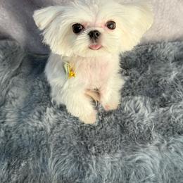BOBA tiny - White male Maltese puppy in San Diego, Temecula, Ontario, California from Yorkie & Maltese Royalty