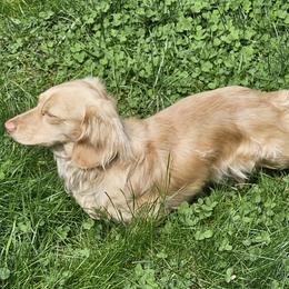 Ollie - Dachshund