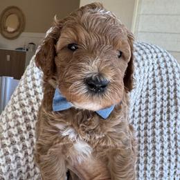 Amethyst - Apricot male Goldendoodle puppy in Gilbert, Arizona from DogHouse Doodles