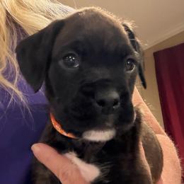 Tucker - Brindle male Boxer puppy in Garland, North Carolina from Magen's Boxers
