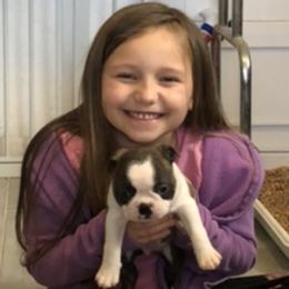 Boston Terriers and French Bulldogs from Maximum Companion