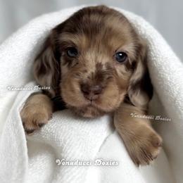 Zote - Dapple male Dachshund puppy in Chandler, Arizona from Vonaducci Doxies, LLC.