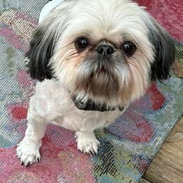 Author - Shih Tzu
