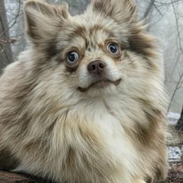 Shasta - Pomeranian