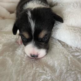 Carmello - Black and tan female Pembroke Welsh Corgi puppy in Dawson, Iowa from Carousel Corgis