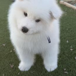 Labrador Retriever and Samoyed Puppies from Carefree Samoyeds & Deserthills Labradors