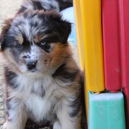 Bluey - Blue merle female Australian Shepherd puppy in Sonoita, Arizona from Gardner Canyon Kennels