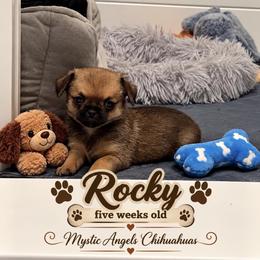 Chihuahua Puppies from Mystic Angels Chihuahuas