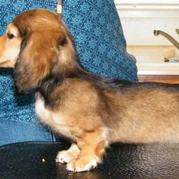 Dachshund Puppies from Dandydox Dachshunds