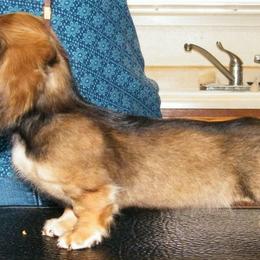 Dachshund Puppies from Dandydox Dachshunds