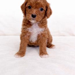 Milo - Red  male Goldendoodle puppy in Springfield, Ohio from Dawson's Royal Companions