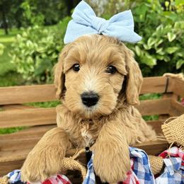 Nova - Apricot female Double Doodle puppy in Harrisonville, Missouri from Blessed Day Doodles