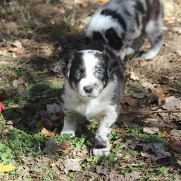 Momo - Australian Shepherd puppy in Kansas City, Kansas from Lazuli Australian Shepherds