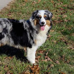Rainey - Australian Shepherd