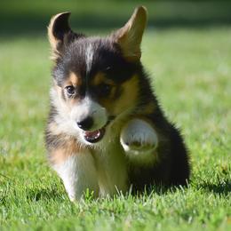 Felicity - Black and tan female Pembroke Welsh Corgi puppy in Morgantown, Pennsylvania from GoldStar Corgis (License Number 18519)