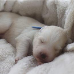 Dante - White male Gerberian Shepsky puppy in Gorman, Texas from Bransford Paw Pack/Timber Huskies