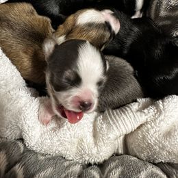 Chihuahua puppies from Sinai’s Long Hair Apple Head Chihuahuas