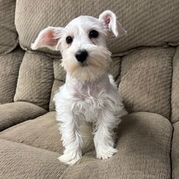 Kono - White female Miniature Schnauzer puppy in Plaucheville, Louisiana from Honey Doux Southern Paws