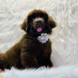 Newfoundland Puppies from Dyer Lake Newfoundland’s