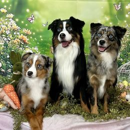 Miniature American Shepherds, Miniature Australian Shepherds, and Toy Australian Shepherds from Corner Oak Aussies