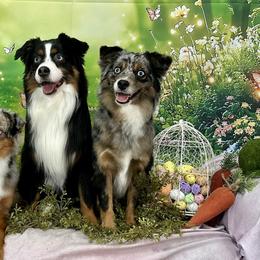 Miniature American Shepherds, Miniature Australian Shepherds, and Toy Australian Shepherds from Corner Oak Aussies