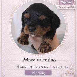 Prince Valentino - Black and tan male Cavalier King Charles Spaniel puppy in Mesa, Arizona from Comfort Royalty Cavaliers