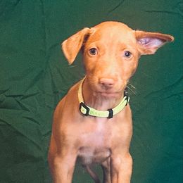 Sonic x Surf male puppy - Red golden male Pharaoh Hound puppy in Vancouver, Washington from Nefer-Temu Pharaoh Hounds