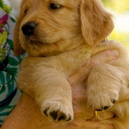 Golden Retriever Puppies from Huntleigh Goldens