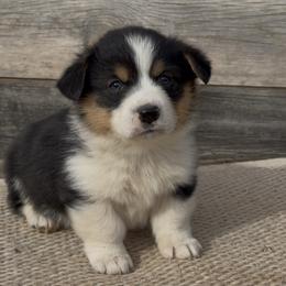 American Corgi and Pembroke Welsh Corgi Puppies from Wild West Corgis