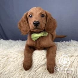 Julian - Red male Companion Cross puppy in Utah County, Utah from Big Hearted Breeders