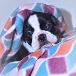 Baby Otis - Black and white male Boston Terrier puppy in Kingsport, Tennessee from Sleepwalker Bostons