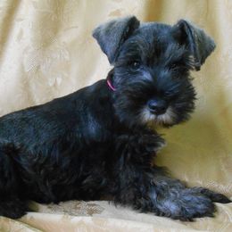 "Female Miniature Schnauzer puppy" Miniature Schnauzer Puppies from PJ's Miniature Schnauzers