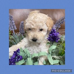 Boy 3 - Cream Poodle puppy in Prosperity, Pennsylvania from Sturmwolke German Shepherds