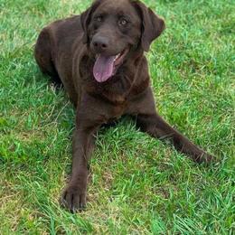 Whiskey - Labrador Retriever