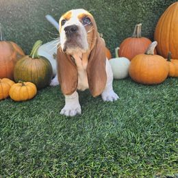 Casper - Mahogany and white male Basset Hound puppy in Big Rapids, Michigan from Basket Hound Bassets