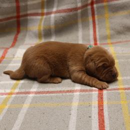 Basil - Dark golden male Golden Retriever puppy in New Weston, Ohio from Bertke AKC Golden Retrievers and Bernese Mountain Dogs