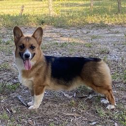 Cinder - Pembroke Welsh Corgi