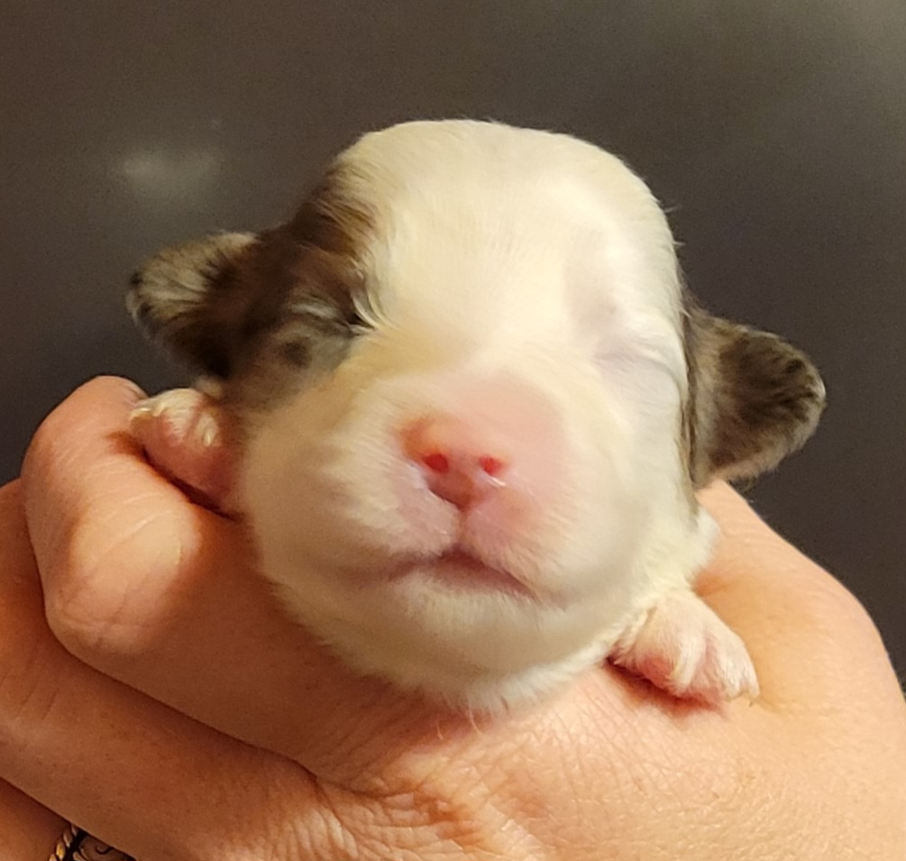 Miniature Australian Shepherd Puppies from TC Farms Stock Dogs