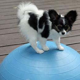 Papillon Puppies from Winghaven