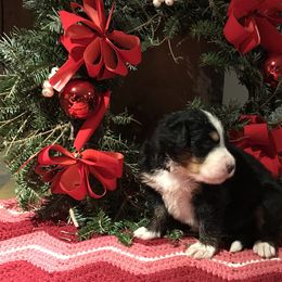 Bernese Mountain Dog Puppies from Stone Hill Farm