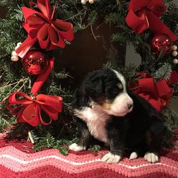 Bernese Mountain Dog Puppies from Stone Hill Farm