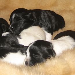 Havanese Puppies from Margaret Shafferman